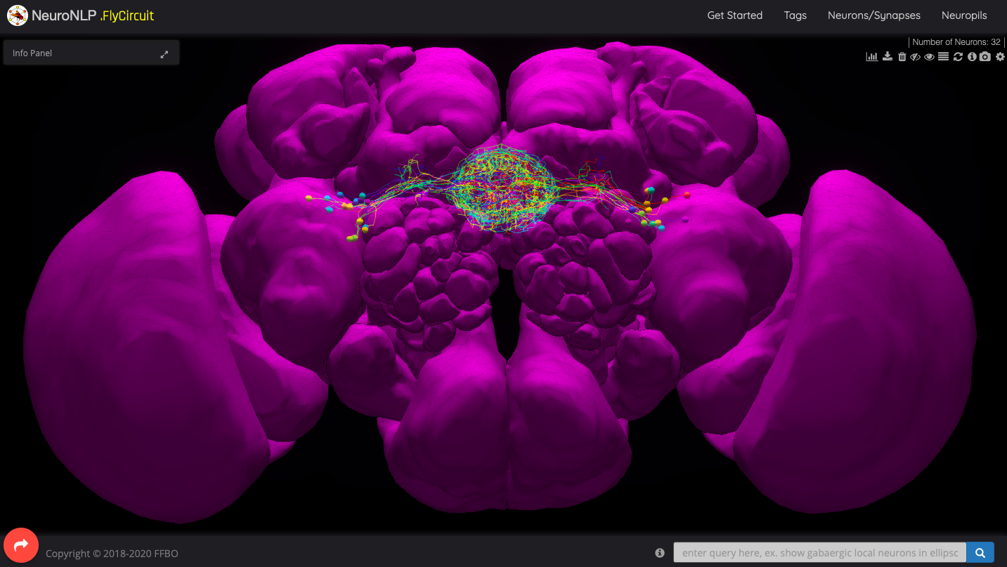 Fig. 2. &ldquo;show local neurons in EB&rdquo; 返回結果