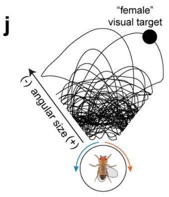 Fig. 3. 模擬真實果蠅軌跡 (原論文 Extended Data Fig. 4j)